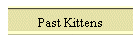 Past Kittens