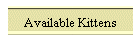 Available Kittens